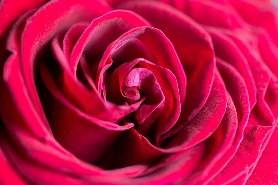fechar, Maravilhoso, Rosa, Flor, Close Up, beleza, flores, natureza, padrão, vermelho