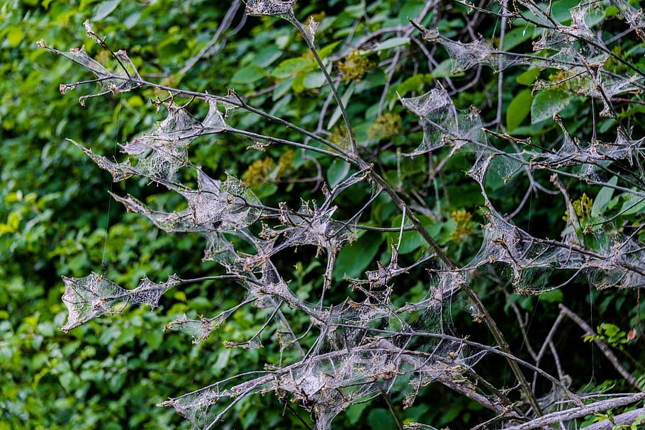 tree, aesthetic, spider webs, nature, forest, leaves, landscape, branch, spring, autumn