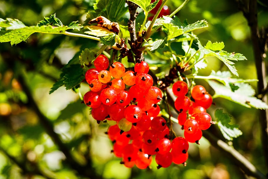 red currant, berry, fruit, bush, foliage, therapeutic, closeup, harvest, vitamins, nutrition