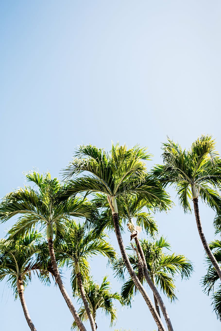 palmeras verdes, naturaleza, árboles, plantas, azul, cielo, árbol, palmera, verano, al aire libre
