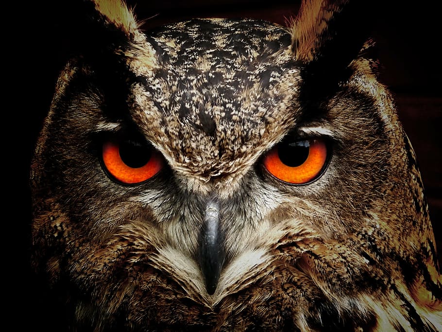 closeup, photography, brown, black, owl, bird, eyes, eagle owl, birds, view