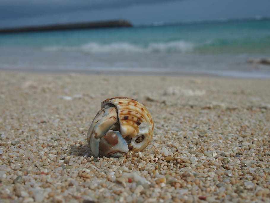 Hermit Crab, Yoron, Sea, Beach, crab, sea, beach, sand, one animal, animal themes, nature