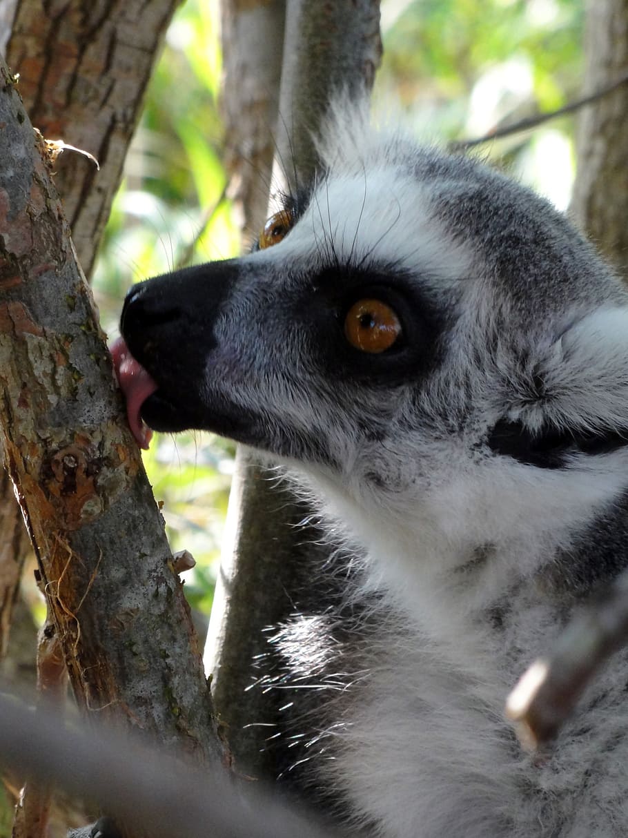 licking, expensive, fun, nature, animal, wildlife, lemur, animals In The Wild, tree, forest