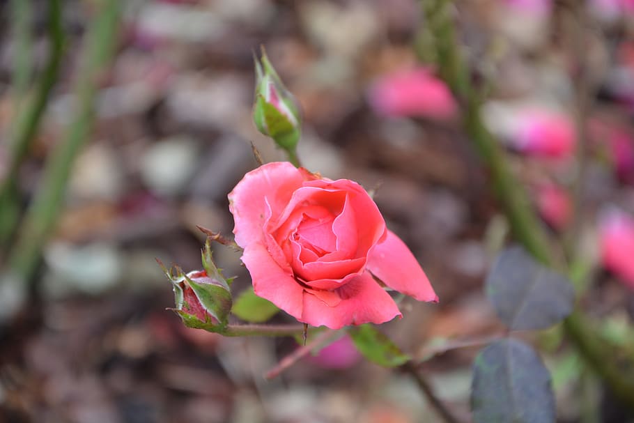 pink, rosebush, color pink, thorny, nature, flower, flowers, garden, flowering plant, rose