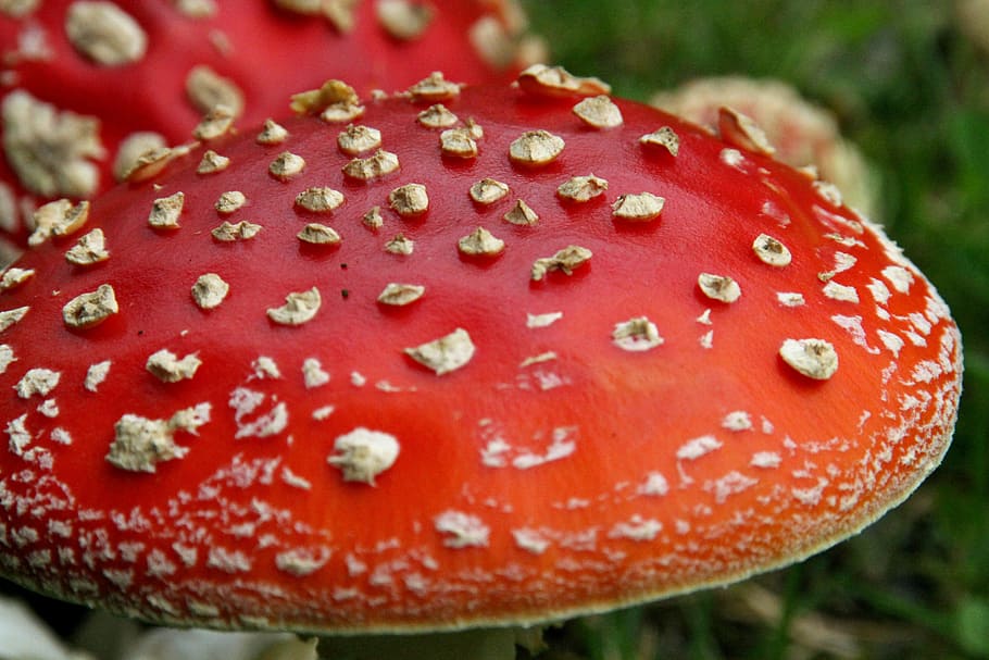 mushrooms, wild, fungi, fungus, forest, red, mushroom, close-up, food, vegetable