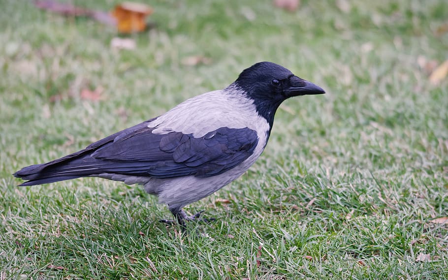 bird, crow, plumage, gray, black, almost, sitting, grass, green, leaves