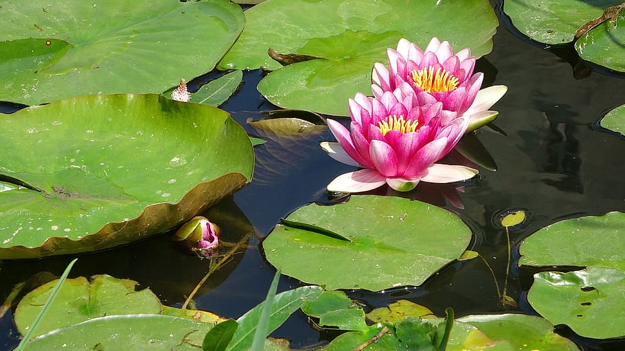 lirios de agua, flores, naturaleza, agua de flores, paisaje, flor, lirio de  agua, hoja, parte de la planta, lago | Pxfuel