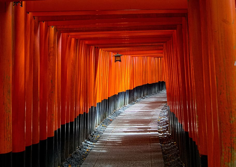 red, black, tunnel, daytime, kyoto, japan, torii gate, path, spiritual, asia