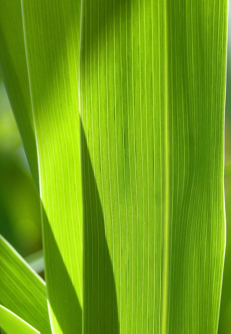 leaf, nerves, american cane, background, texture, translucent, green, green color, plant part, palm leaf