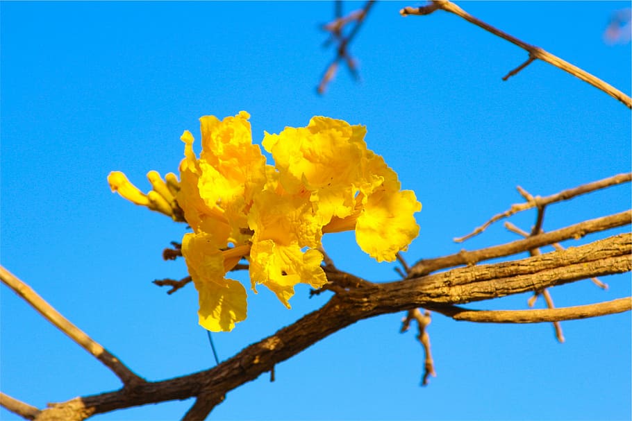 selective, focus photography, yellow, flowering tree, flower, blue, sky, daytime, blossoms, branch