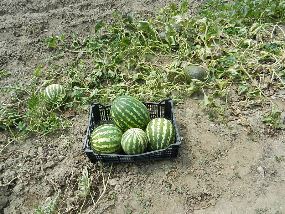 watermelons, orchard, fruit, green color, land, day, high angle view, food, healthy eating, food and drink