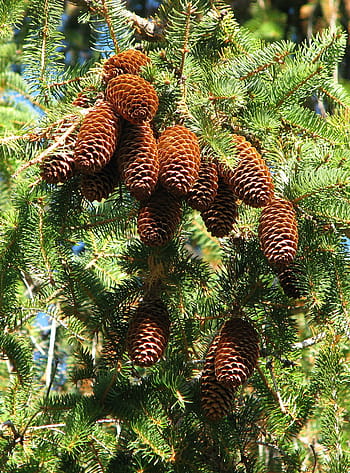 Royalty Free Norway Spruce Photos Free Download Pxfuel