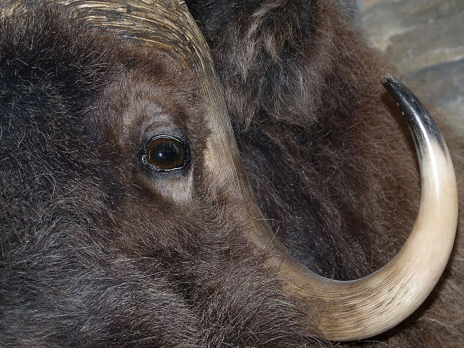 bison, head, mammal, animal, close-up, macro, close up view, nature, eye, horn