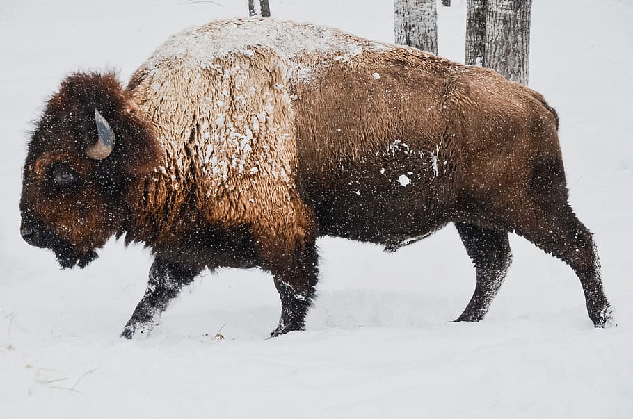 hewan, tanah salju, hitam dan putih, Bison putih, bison, musim dingin, liar, alam, margasatwa, salju