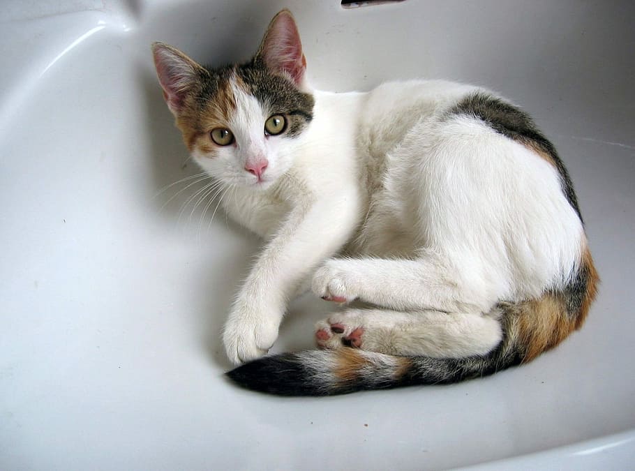 calico, resting, white, Cat, Female, Pet, Rest, Bathroom, Sink, bathroom sink