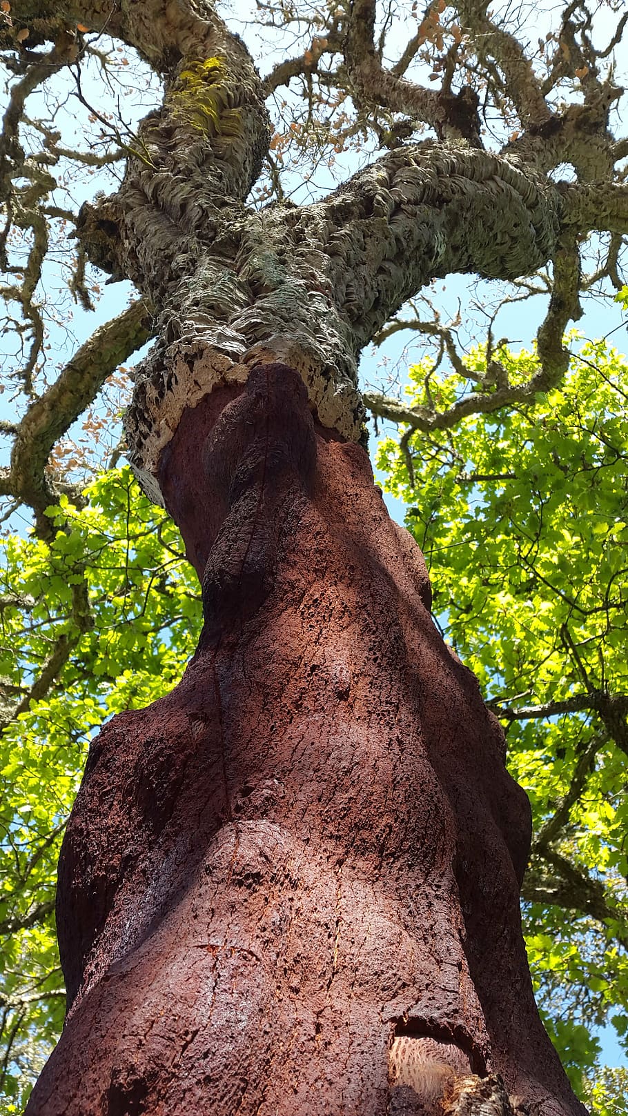 cork oak, deciduous tree, quercus suber, mediterranean, sardinia, cork, bark, cork layer, tree, plant