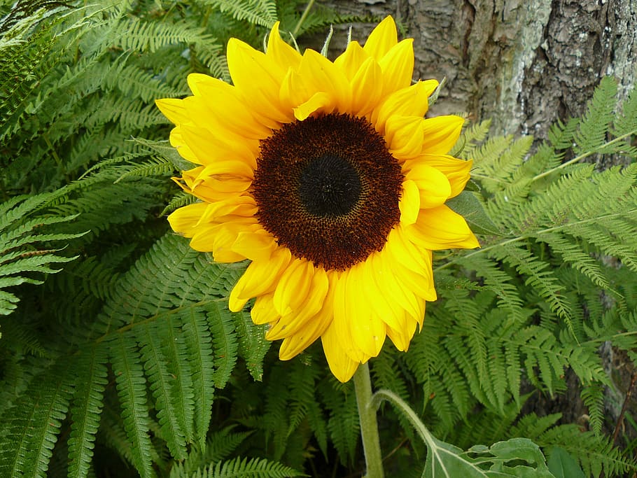 sun flower, garden, yellow, summer, decorative, nature, plant, fern, green, bud