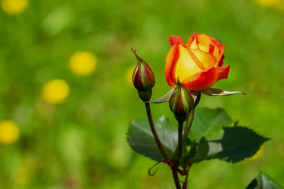 macro photography, yellow, red, rose, blossom, bloom, flowers, yellow orange, bicolor rose, rose bloom