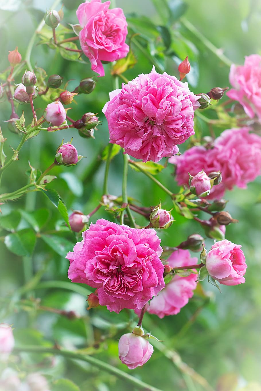 roses, pink, pink roses, rose garden, flowers, pink flowers, garden, in the garden, summer, nature
