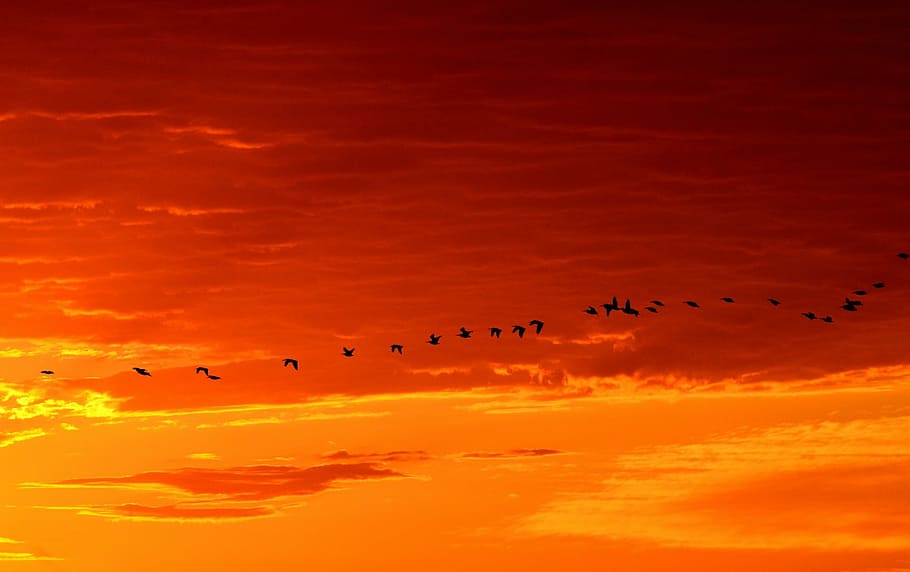 silhouette, birds, flying, sky, sunset, geese, sunrise, wildlife, nature, flight