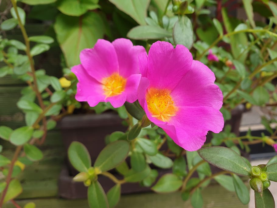 Portulaca Grandiflora Flower Gardens Summer Flowers Flowering Plant Flower Plant Freshness Petal Beauty In Nature Vulnerability Pxfuel