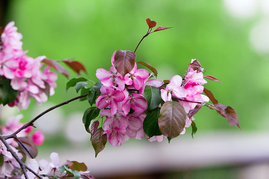 リンゴの木 枝 花 咲く 生きている自然 自然 春 庭 5月 開花枝 Pxfuel