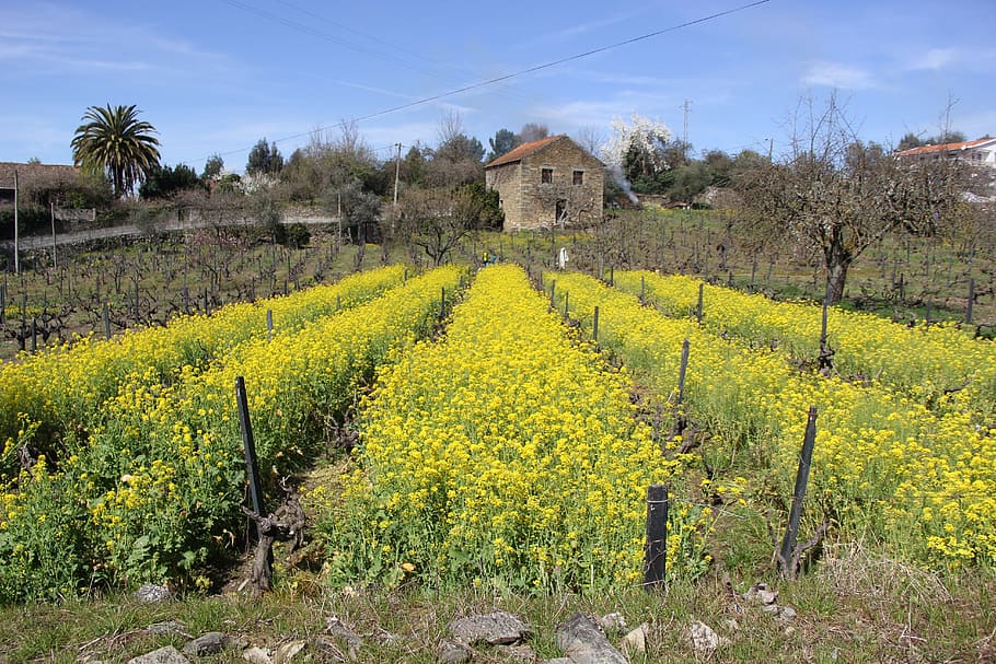 portugal, flowers, village, house, spring, sun, landscape, land, plant, rural scene