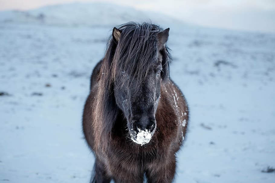 marrom, preto, cavalo, cavalo islandês, retrato, ao ar livre, inverno, neve, fechar-se, cabeça