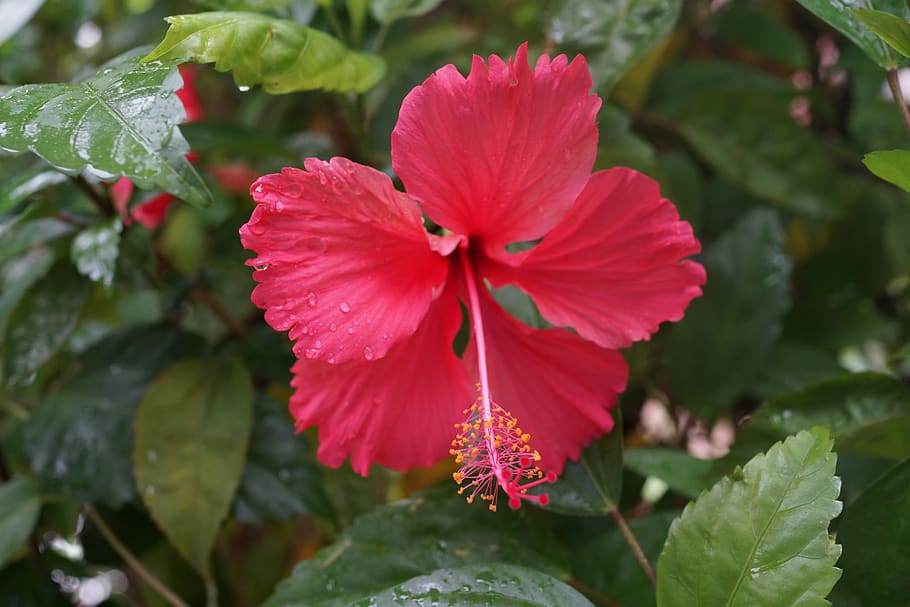 hibiscus, nursery, malaysian, flowering plant, flower, beauty in nature, fragility, petal, vulnerability, plant