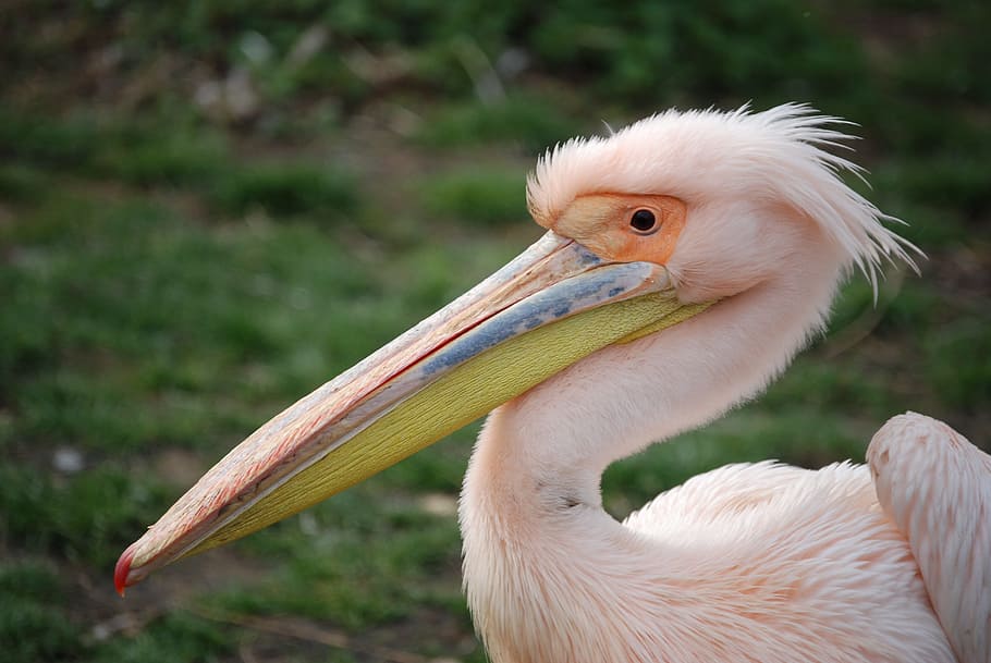 Pelican, Burung, Pelecanus, bill, rosy, burung air, besar, fauna, closeup, makro