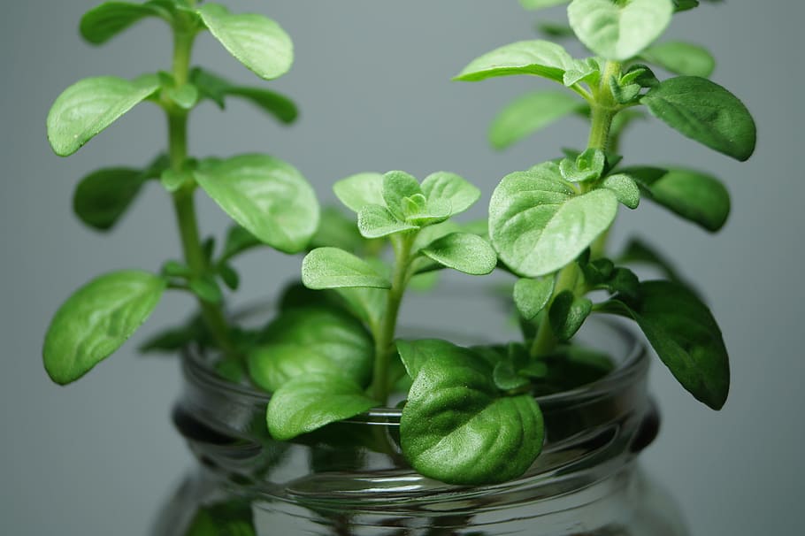 Mint, Aromatic Plant, Nature, plant, aromatic plants, aromatic herbs, infusion, aromatic, green color, leaf