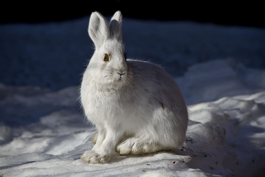 white, rabbit, snowy, surface macro photography, snowshoe hare, bunny, outdoors, wildlife, nature, furry