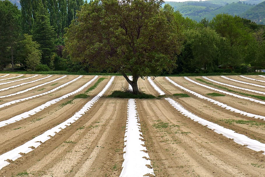 agriculture, agroecology, asparagus, countryside, landscape, rural, scenery, tree, nature, field