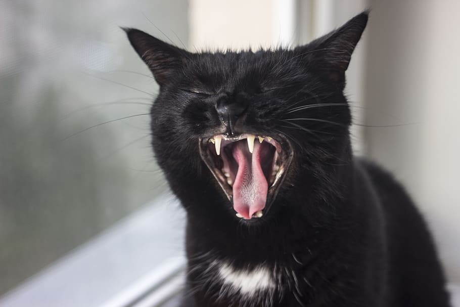 black, cat, yawning, glass window, black cat, pets, cat person, cat eyes, fur, cat dreams