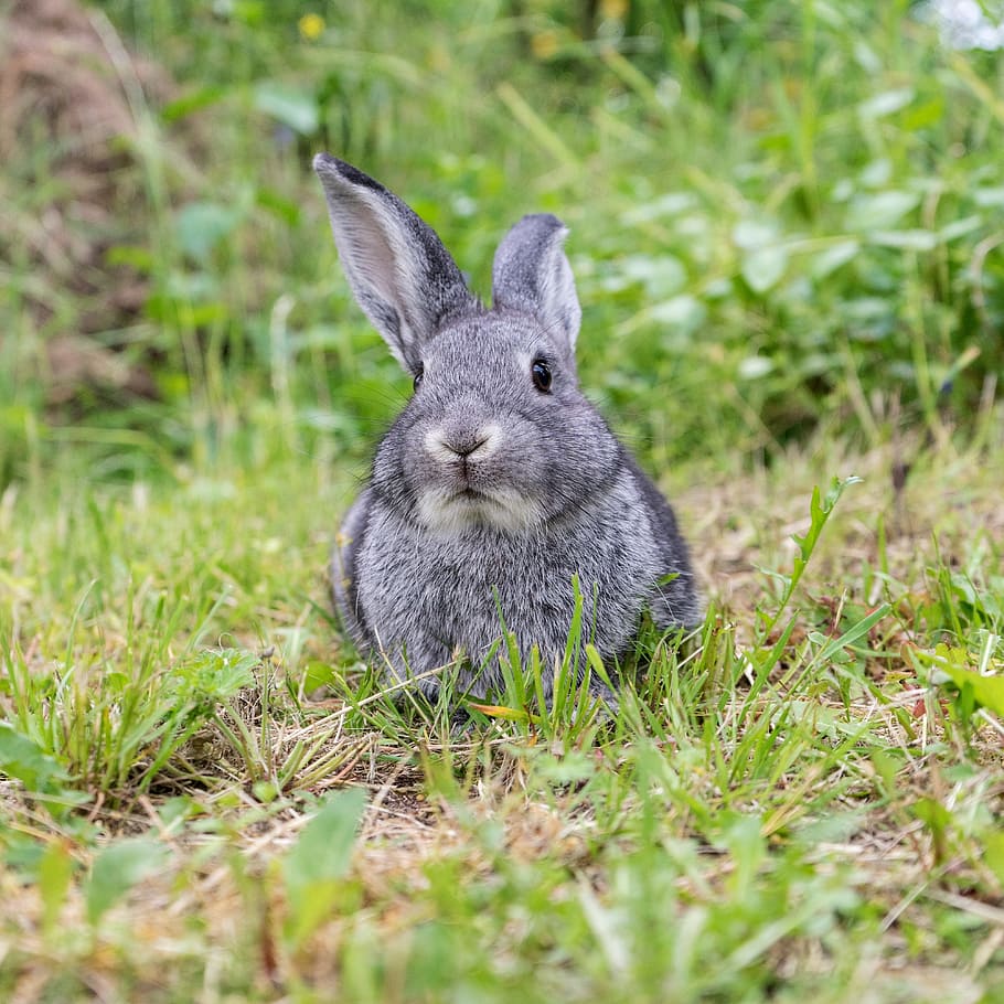 foto de primer plano, gris, conejo, primer plano, foto, animal, mascota, lindo, orejas largas, pelaje