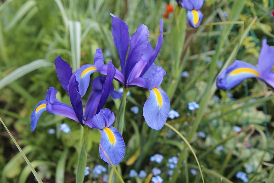 iris, iris biru, berbunga, taman, bunga, alam, botani, tanaman berbunga, menanam, kerapuhan