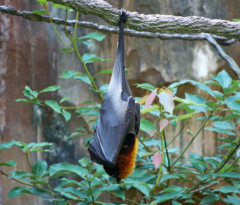 black, hanging, bat, daytime, bats, fruit bat, giant bat, malayan flying fox, mammal, chiroptera