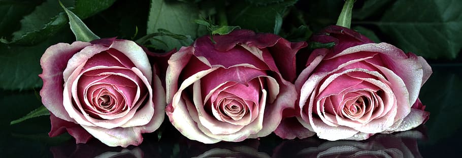 three white-and-pink roses, roses, flowers, rose flower, romantic, love, fragrance, plant, beautiful, greeting card