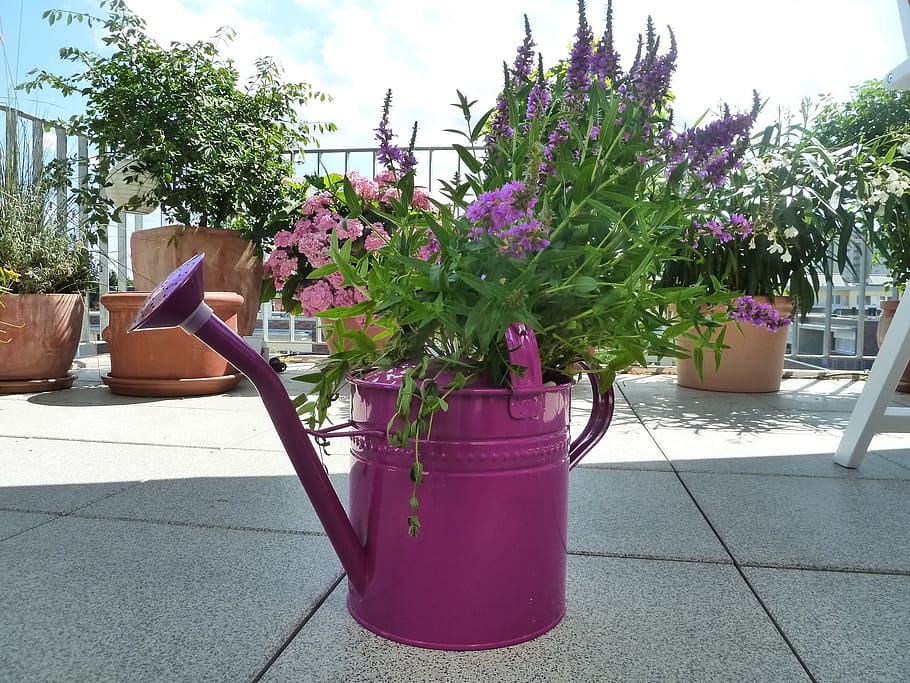 green, plant, purple, watering, watering can, casting, garden, flowers, decoration, growth