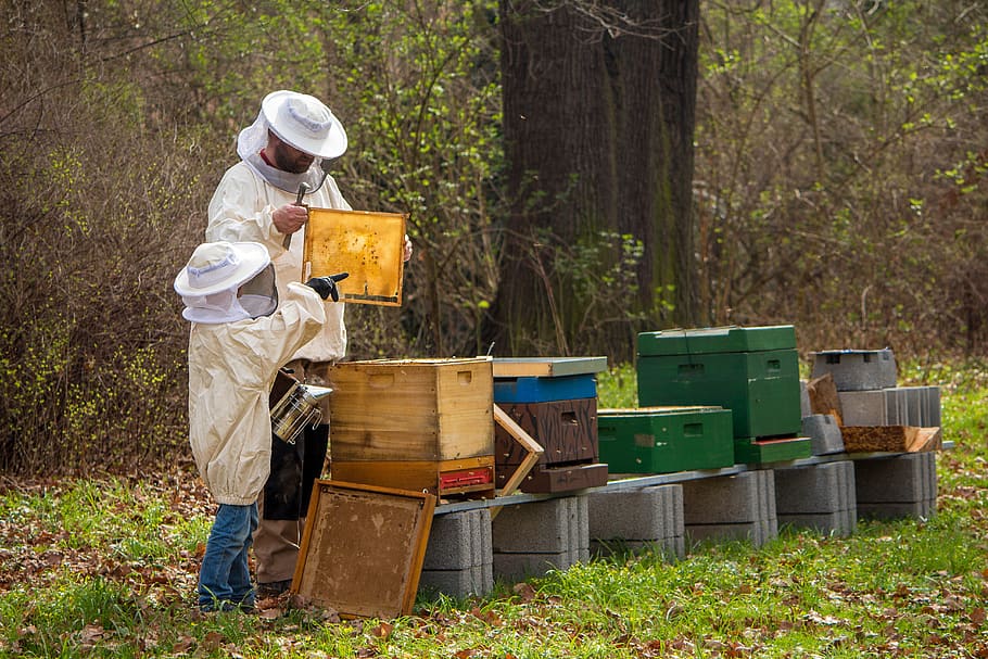 beekeeper, bees, young, hive, honey bee, bee keeping, combs, honey bees, bee, beekeeping