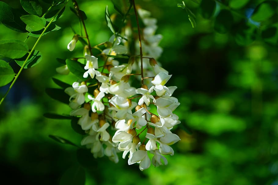 flores de pétalas brancas, flores, inflorescência, branco, bordo comum, robinia, árvore, robinia pseudoacacia, acácia falsa, chuva de prata