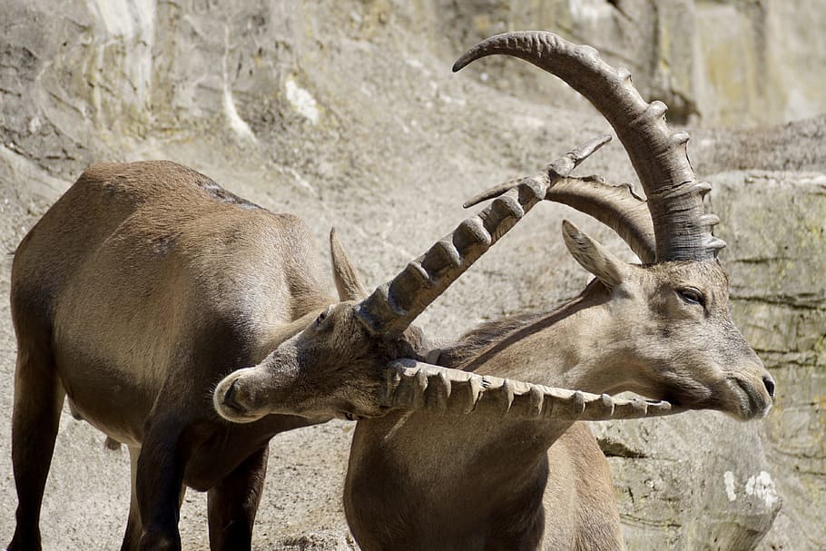 two, brown, rams, rocks, daytime, Ibex, Male, Horned, Mammal, Nature