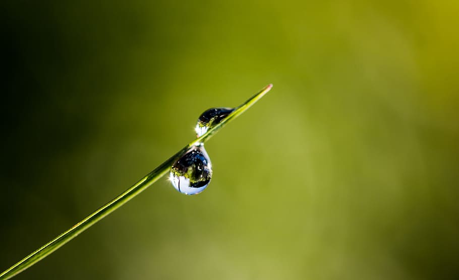 water dew drop, green, grass, drip, dewdrop, blade of grass, morgentau, nature, drop of water, close