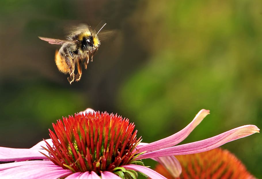 Early, Bumblebee, Bombus, landing, Echinacea, Flower, Echinacea purpurea, swap, land, daisy