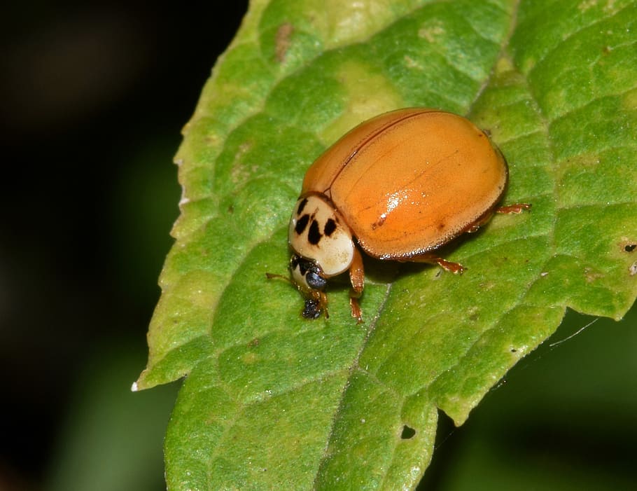kumbang kecil, kumbang wanita, kumbang wanita harlequin, multi-warna, multivariat, kumbang wanita labu, kumbang, serangga terbang, serangga bersayap, serangga oranye