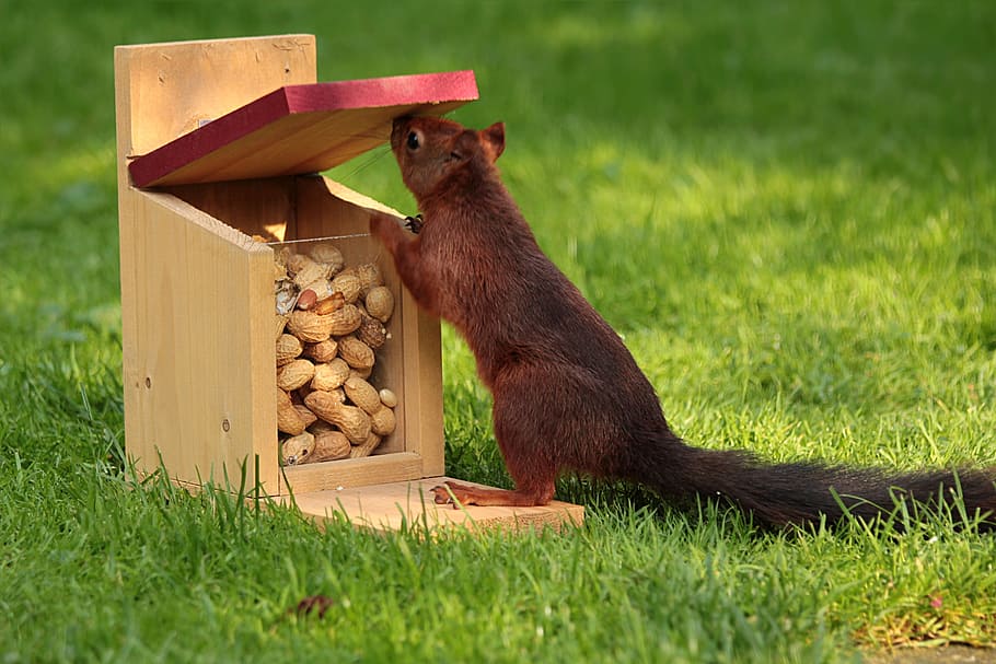 squirrel, taking, peanut, brown, wooden, box, animal, sciurus, foraging, feed box