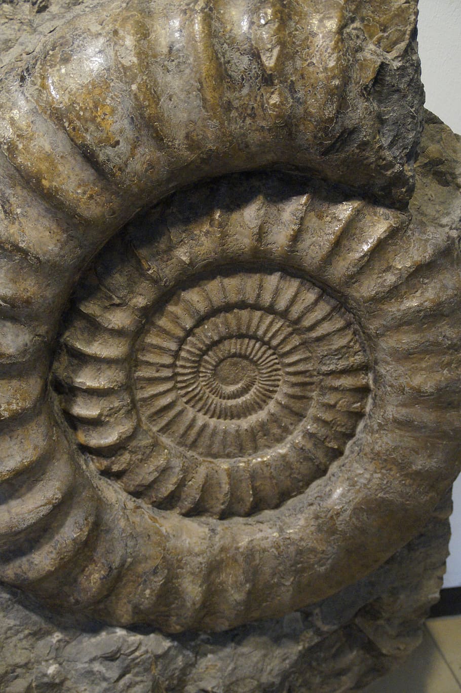 fossil, snail, ammonit, fossilized, petrification, stone, petrified, spiral, prehistoric times, snail shell