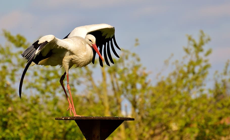 bird pearched, brown, stand, stork, fly, bird, white stork, plumage, nature, animals