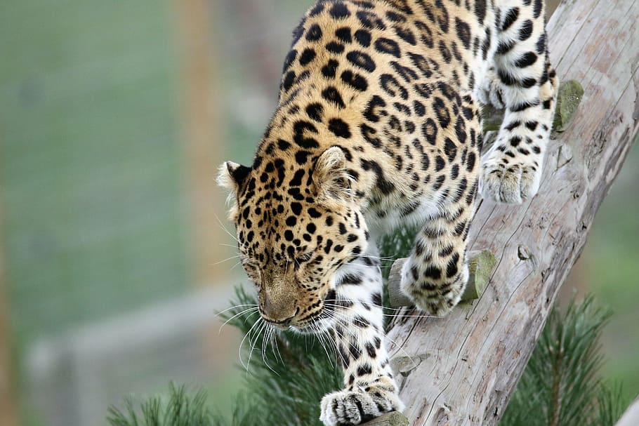 negro, marrón, blanco, leopardo, tronco de árbol, durante el día, gato grande, manchas, naturaleza, animal