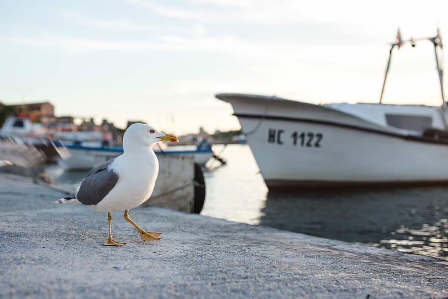 puerto de nessebar, gaviota, Nessebar, puerto, Bulgaria, día, nadie, animal, barco, pájaro
